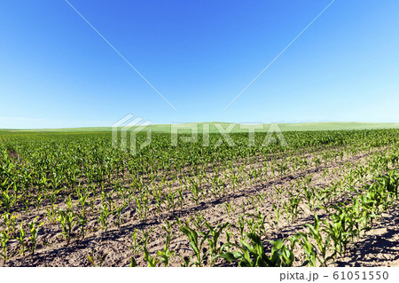 An agricultural field with a crop 61051550