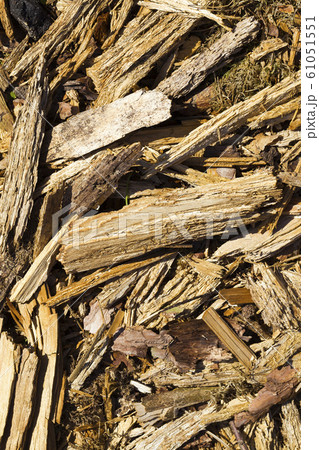 broken tree trunk 61051551