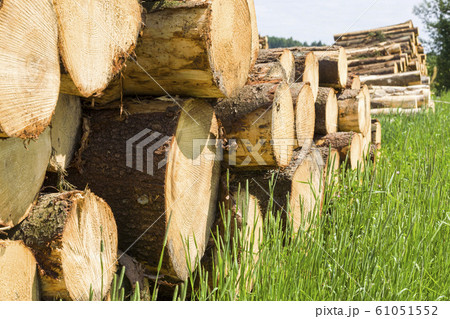 tree trunks in the forest tree trunks in the forest 61051552