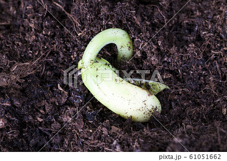 green bean sprouts 61051662