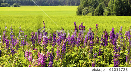 blue lupine blue lupine 61051728