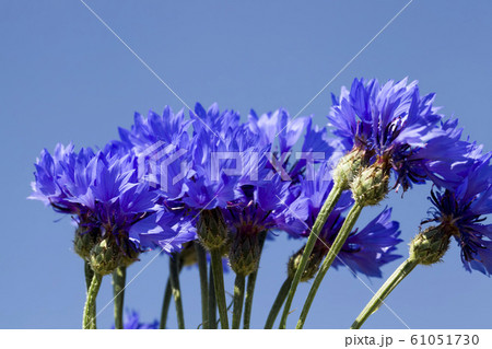 blue wildflowers cornflowers blue wildflowers cornflowers 61051730
