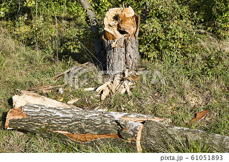 broken tree trunk broken tree trunk 61051893