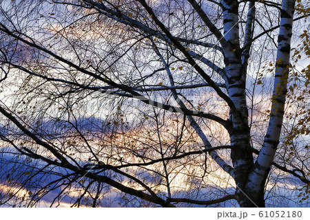tree at sunset 61052180