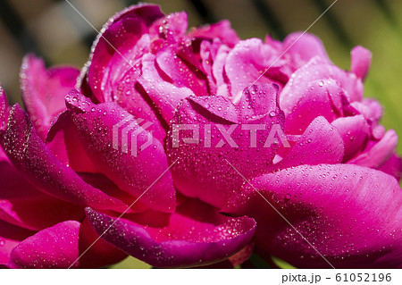 red peony petals with water drops red peony petals with water drops 61052196