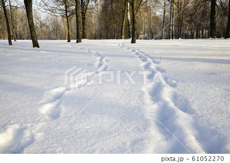 winter walking road winter walking road 61052270