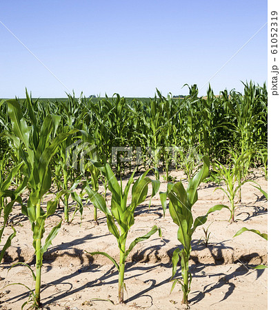 agricultural field with green corn 61052319