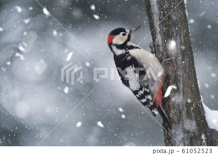 アカゲラ 61052523