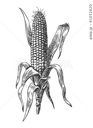 Ripe Corn On The Cob With Leaf Vector Vintageのイラスト素材