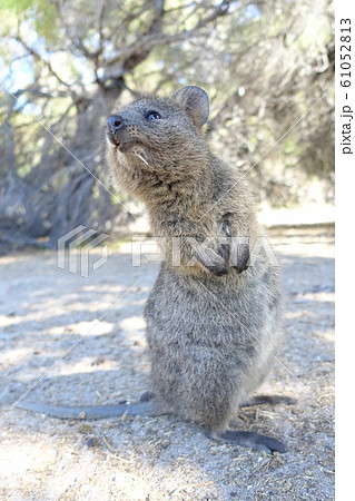 クオッカ 61052813