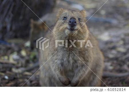 クオッカ 61052814