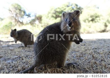 クオッカ 61052816