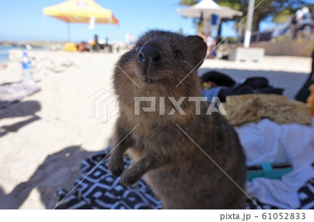 クオッカ クオッカ 61052833