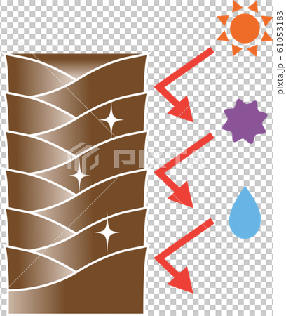 健康的頭髮表皮 健康的頭髮表皮 61053183