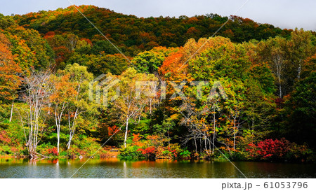 妙高・仙人池の紅葉 61053796
