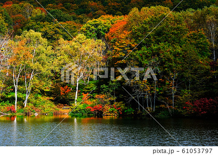 妙高・仙人池の紅葉 妙高・仙人池の紅葉 61053797