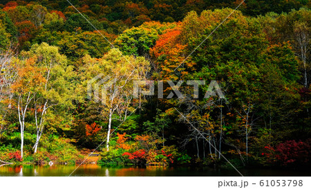 妙高・仙人池の紅葉 妙高・仙人池の紅葉 61053798