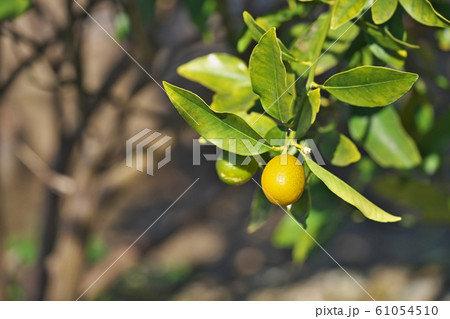黄色く色付いたキンカンの実 61054510