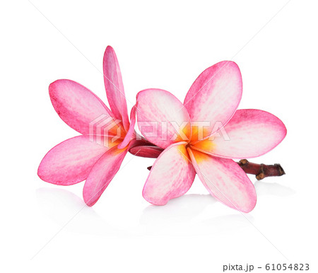 Tropical flowers frangipani (plumeria) isolated on 61054823
