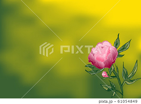 Hand drawn peony flower. Peony flower in flat Hand drawn peony flower. Peony flower in flat 61054849