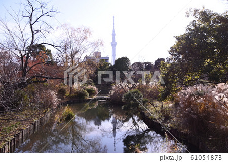 向島百花園 秋の景色 向島百花園 秋の景色 61054873