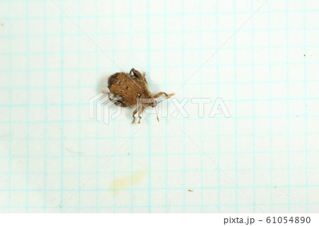 生き物　昆虫　ヒラセノミゾウムシ、体長三ミリ前後。茶色の上翅に黒い毛束があり後方に段差があります 61054890