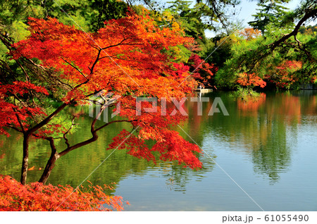 再度公園の紅葉 再度公園の紅葉 61055490