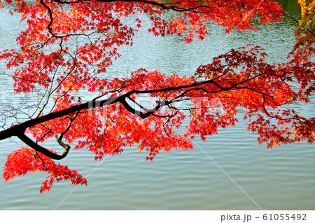 再度公園の紅葉 61055492
