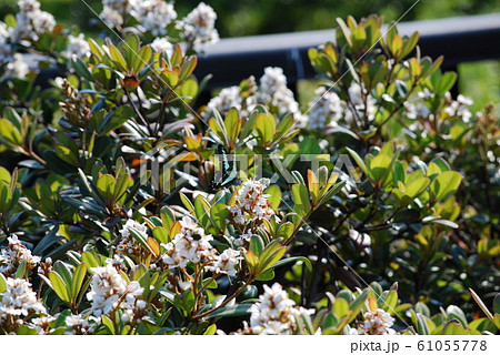 アサギマダラ 61055778