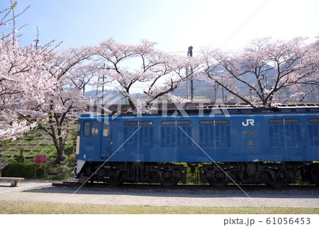 甚六桜 甚六桜 61056453