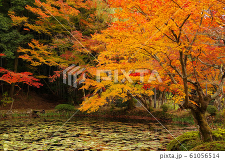 大原野神社の紅葉 大原野神社の紅葉 61056514