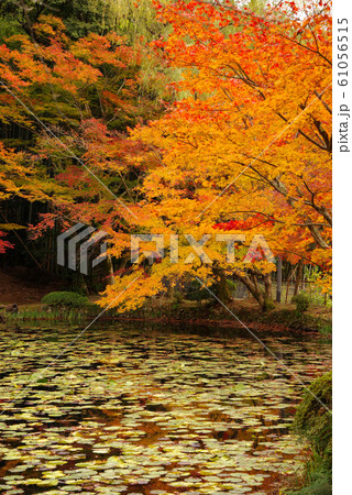 大原野神社の紅葉 大原野神社の紅葉 61056515