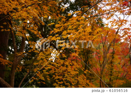 大原野神社の紅葉 61056516