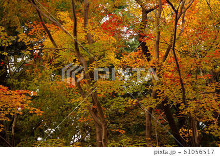 大原野神社の紅葉 61056517