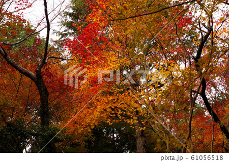 大原野神社の紅葉 大原野神社の紅葉 61056518