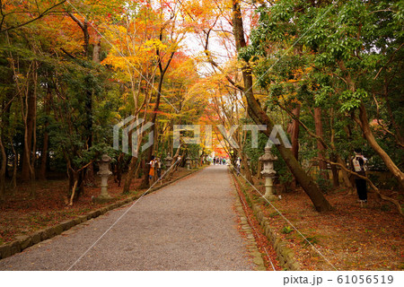 大原野神社の紅葉 61056519