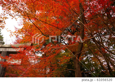 大原野神社の紅葉 大原野神社の紅葉 61056520