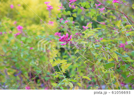 サルビアの花 インヴォルクラタ サルビアの花 インヴォルクラタ 61056693