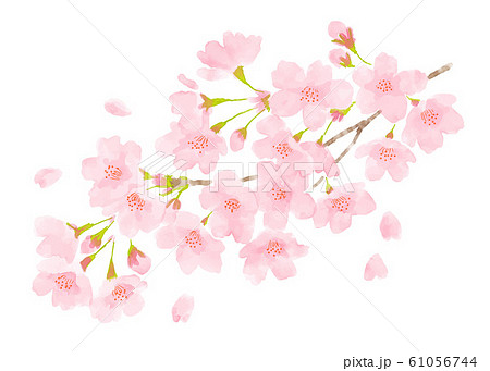 桜の花 春のイメージ水彩画のイラスト素材