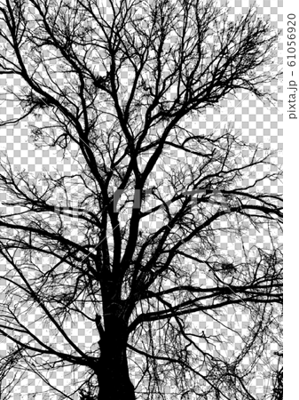 Tree silhouette - Stock Illustration [61056920] - PIXTA