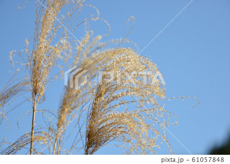 枯れススキ 61057848