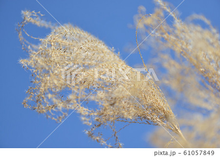 枯れススキ 61057849