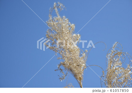枯れススキ 61057850