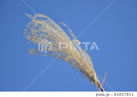 枯れススキ 61057851
