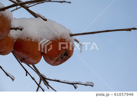 柿の木の凍った枝先と雪をかぶった果実 柿の木の凍った枝先と雪をかぶった果実 61057946