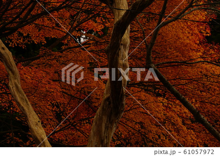 岸和田市牛滝山大威徳寺の紅葉 岸和田市牛滝山大威徳寺の紅葉 61057972