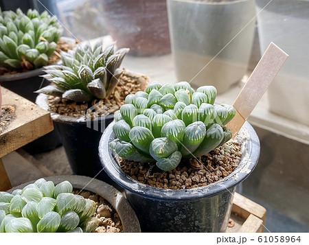 Many small cactus in pot for sale Many small cactus in pot for sale 61058964