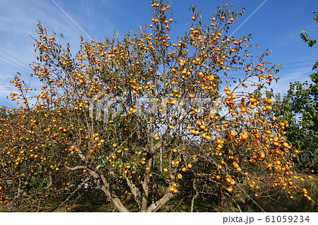 柿 カキ 柿 カキ 61059234