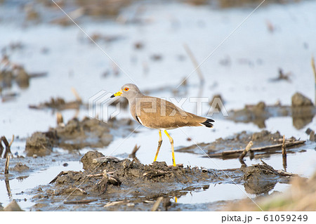 レンコン畑で捕食中のケリ 61059249