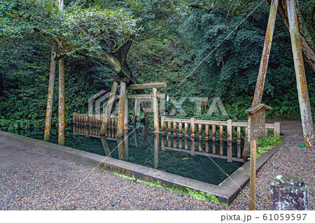 鹿島神宮 御手洗池 61059597